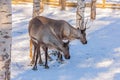 Pair of young deers graze at the snowy forest