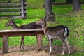 Pair of young deers in spring forest