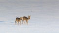 A pair of young deers walking through a snow-capped empty field