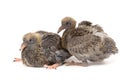 Pair young doves on a white background