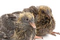 Pair young doves on a white