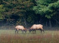 Pair of young elks sparing in autumn