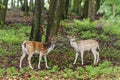 Pair of young fallow deers playing Royalty Free Stock Photo