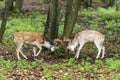 Pair of young fallow deers playing Royalty Free Stock Photo