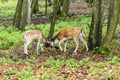 Pair of young fallow deers playing Royalty Free Stock Photo