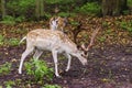 Pair of young fallow deers playing Royalty Free Stock Photo