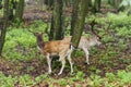 Pair of young fallow deers playing Royalty Free Stock Photo