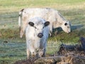 White Galloway Cows