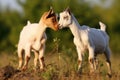 pair of young goats butting heads in a field