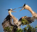 Pair of young great blue herons squawking at each other Royalty Free Stock Photo