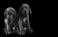 Pair of young great dane puppy purebreds Royalty Free Stock Photo