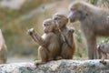 A pair of young Hamadryas Baboons and an adult Hamadryas Baboon