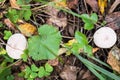 A pair of young Lycoperdon perlatum mushrooms known as common puffball.