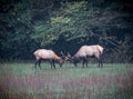 Pair of young male elks duel for dominance of the herd in Smokey Mountains National Park