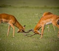 Pair of young male impalas spar for breeding dominance of the female herd