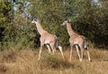 Pair of young masai giraffes, giraffa camelopardalis, walking in bush of Kenya`s Masai Mara with tall grass and trees in backgroun Royalty Free Stock Photo