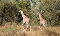 Pair of young masai giraffes, giraffa camelopardalis, walking in bush of Kenya`s Masai Mara with tall grass and trees in backgroun Royalty Free Stock Photo