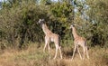 Pair of young masai giraffes, giraffa camelopardalis, walking in bush of Kenya`s Masai Mara with tall grass and trees in backgroun Royalty Free Stock Photo