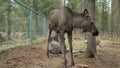 Pair of young mooses