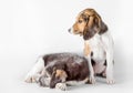 pair of mutts puppy on a white background