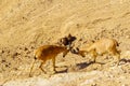 Pair of young Nubian Ibex practice fighting, Makhtesh crater Ramon Royalty Free Stock Photo