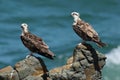 Pair of young osprey perched on rocks.