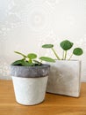 Pair of young pilea peperomioides or pancake plant Urticaceae Royalty Free Stock Photo