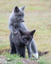 Pair of young red foxes in tender pose Royalty Free Stock Photo