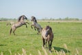 Pair of young Stallions seen attacking each other at a nature reserve. Royalty Free Stock Photo