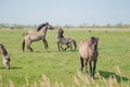 Pair of young Stallions seen attacking each other at a nature reserve. Royalty Free Stock Photo