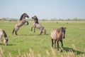 Pair of young Stallions seen attacking each other at a nature reserve. Royalty Free Stock Photo