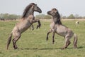 Pair of young Stallions seen attacking each other at a nature reserve. Royalty Free Stock Photo