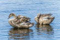 A pair of young swans preen themselves on a lake on the outskirts of Nottingham, UK Royalty Free Stock Photo