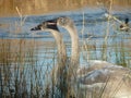 A pair of young swans by a lake