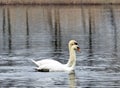 A pair of young swans swim together on the lake. Royalty Free Stock Photo