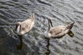 A pair of young swans swimming Royalty Free Stock Photo