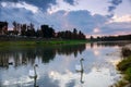 A pair of young swans swimming in a pond Royalty Free Stock Photo