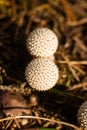 Young Puffball Mushrooms In Forest