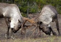 Pair of young woodland caribou sparring