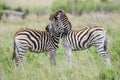 Pair of young zebra