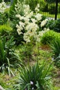 Pair of Yucca filamentosa plants in bloom Royalty Free Stock Photo