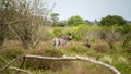 Pair of zebra are ambling through a lush grassy field, framed by a backdrop of trees. Mozambique