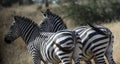 Pair of Zebra with backs to camera Royalty Free Stock Photo