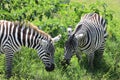 A zebra eating in masai mara Royalty Free Stock Photo