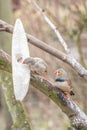 Pair of zebra finches