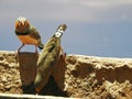 Pair of Zebra Finches Drinking Royalty Free Stock Photo