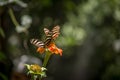 Pair of zebra longwings butterflies on a orange flower Royalty Free Stock Photo