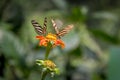 Pair of zebra longwings butterflies on a orange flower Royalty Free Stock Photo