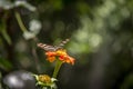 Pair of zebra longwings butterflies on a orange flower Royalty Free Stock Photo