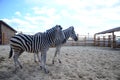 A pair of zebras black and white in a zoo